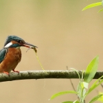 IJsvogel