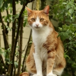 Poezen