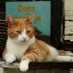 Poezen