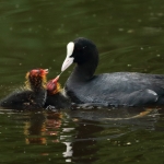 Natuur