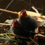 Natuur