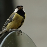 Vogels