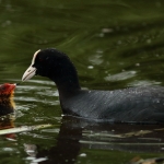 Natuur