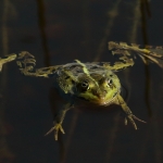 Natuur