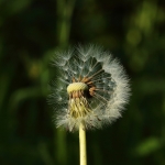 Natuur