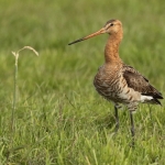 grutto