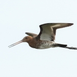 grutto