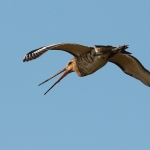 grutto