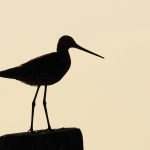 grutto