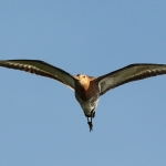 grutto