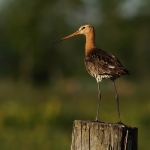 grutto