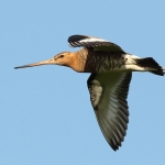 grutto