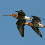 grutto