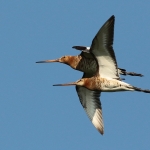 grutto