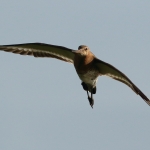 grutto