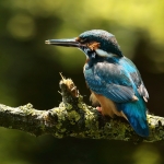 ijsvogel