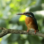 ijsvogel