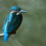 ijsvogel
