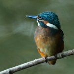 ijsvogel
