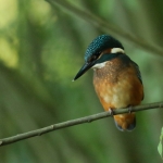ijsvogel