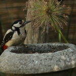 Vogels
