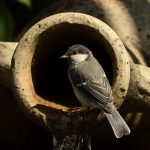Vogels