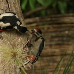 Vogels