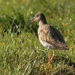 Vogels