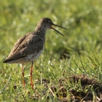 Vogels