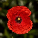 Natuur