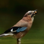 Vogelhuis Drunen