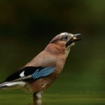 Vogelhuis Drunen