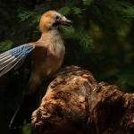Vogelhuis Drunen
