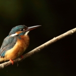 ijsvogel