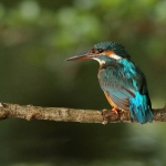 ijsvogel