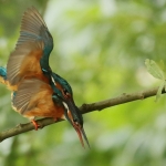 ijsvogel