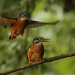 ijsvogel