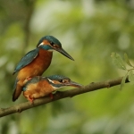 ijsvogel