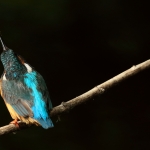 ijsvogel