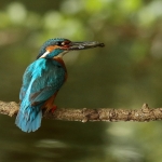 ijsvogel