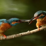 ijsvogel