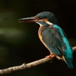 ijsvogel