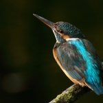 ijsvogel