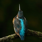 ijsvogel