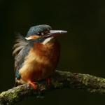 ijsvogel