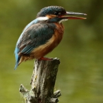 ijsvogel