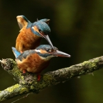 ijsvogel