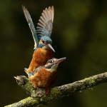 ijsvogel