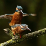 ijsvogel