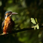 ijsvogel